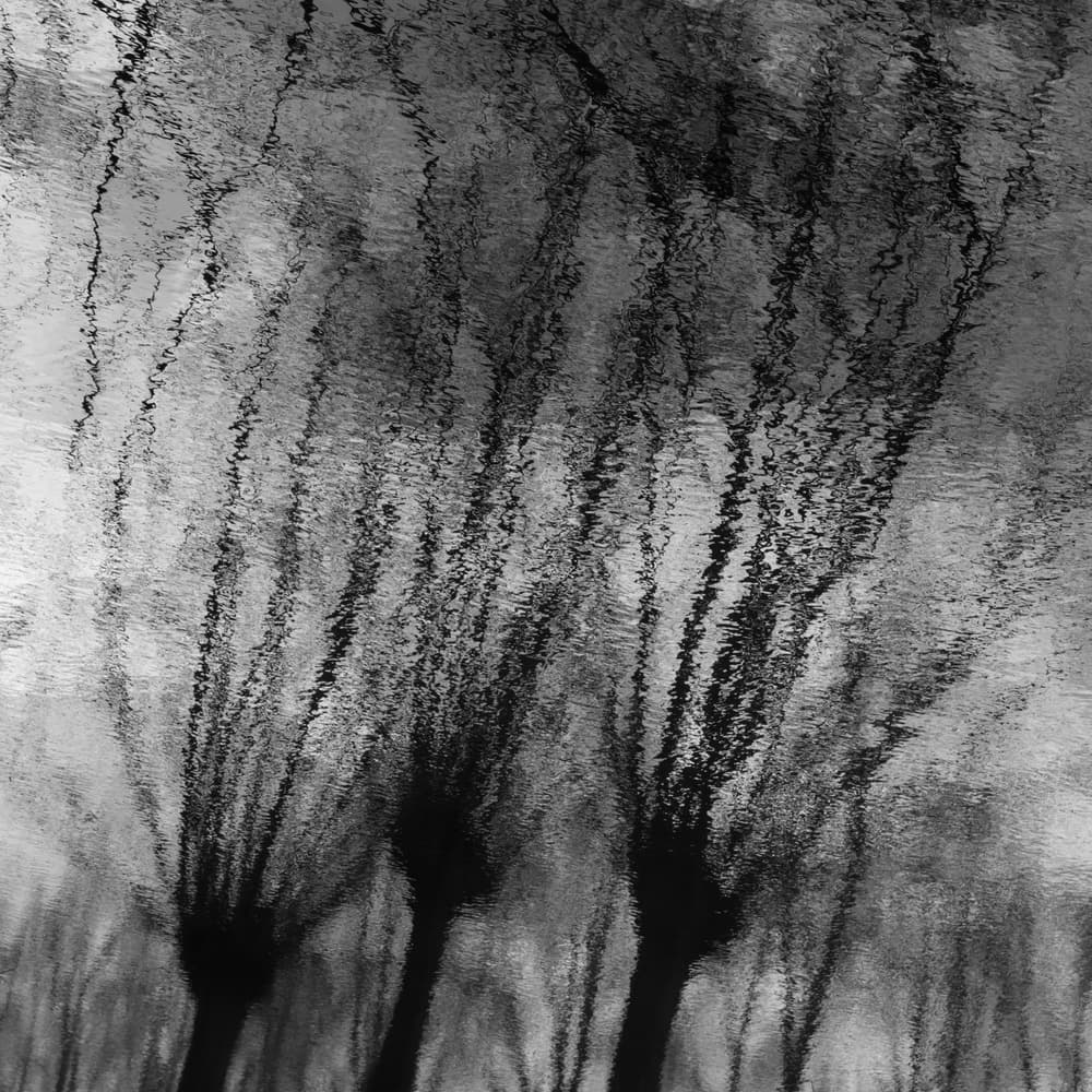 Abstract Tree Reflections by Bernardine de Laat — canvas wall art