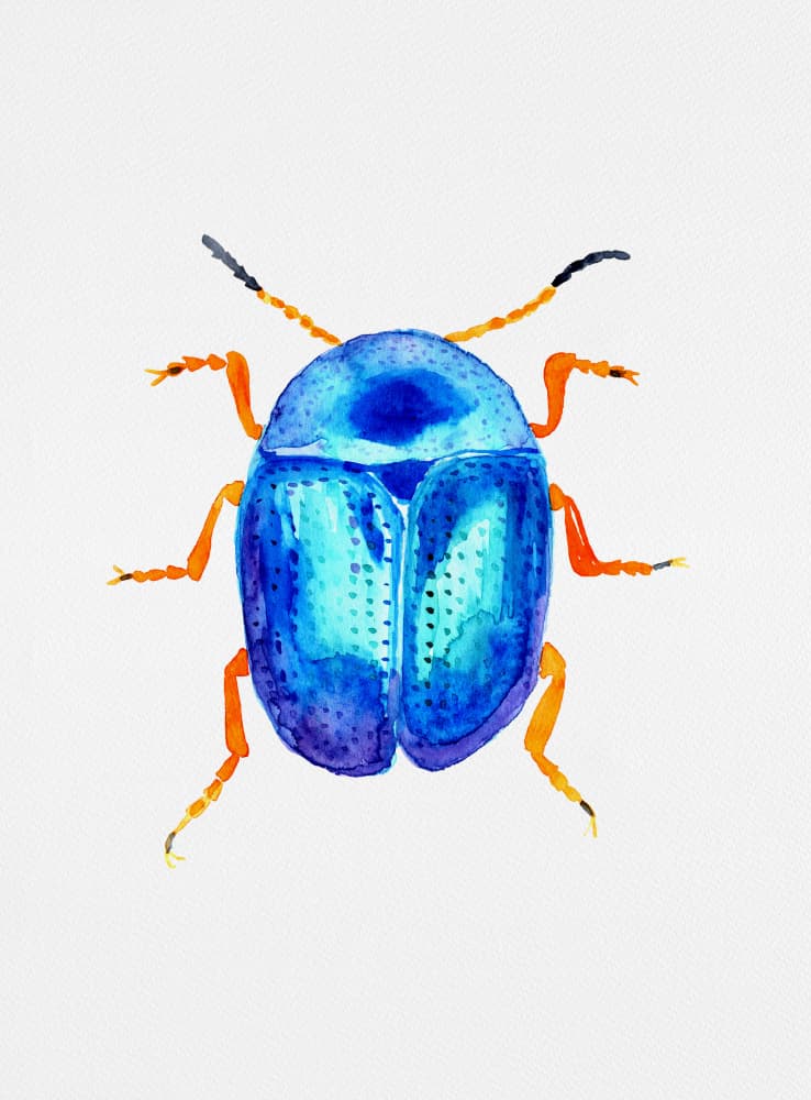 Blue leaf beetle or Colaphus sophiae by Kata Botanical — canvas wall art