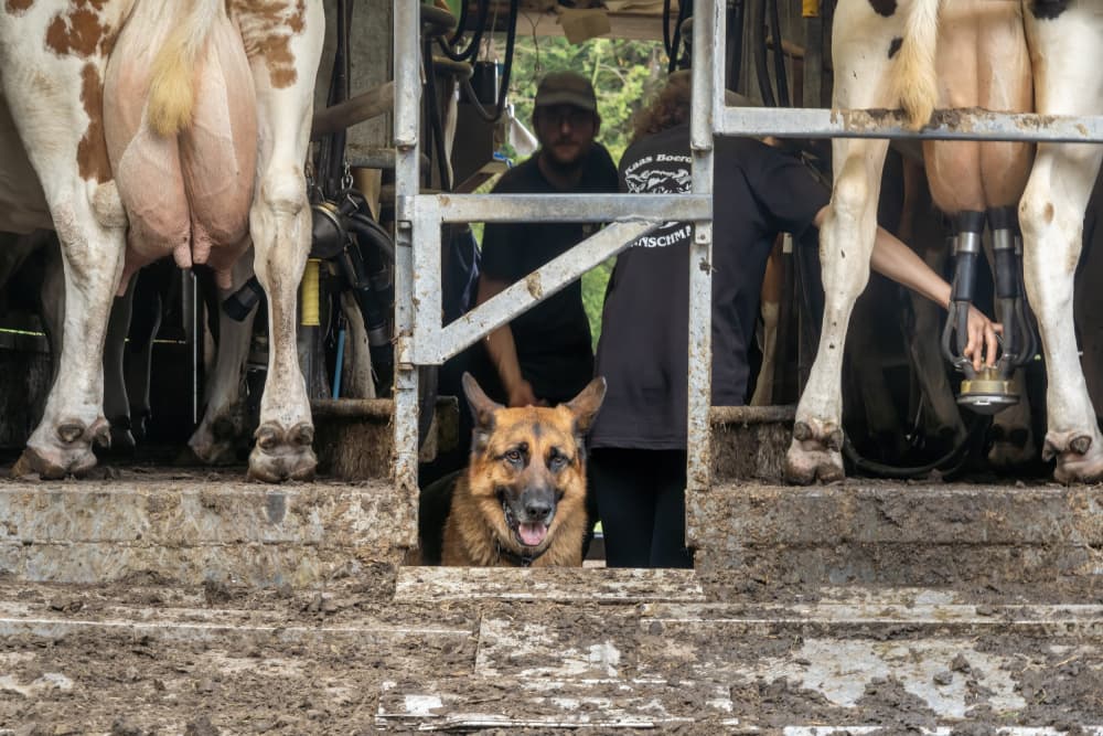 Happy Farm Dog Milking by Gert van den Bosch — canvas wall art