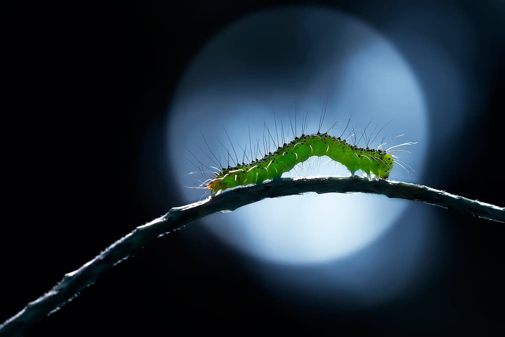 Green Caterpillar Moonlit Night by Fauzan Maududdin — canvas wall art