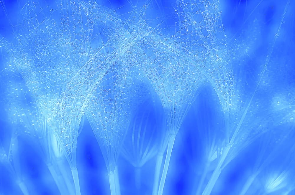 Delicate Blue Water Drops by Thierry Dufour — canvas wall art