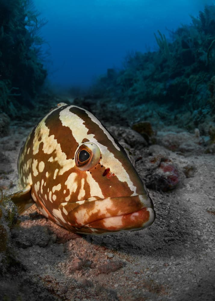 Striped Grouper Underwater by Jennifer Lu — canvas wall art