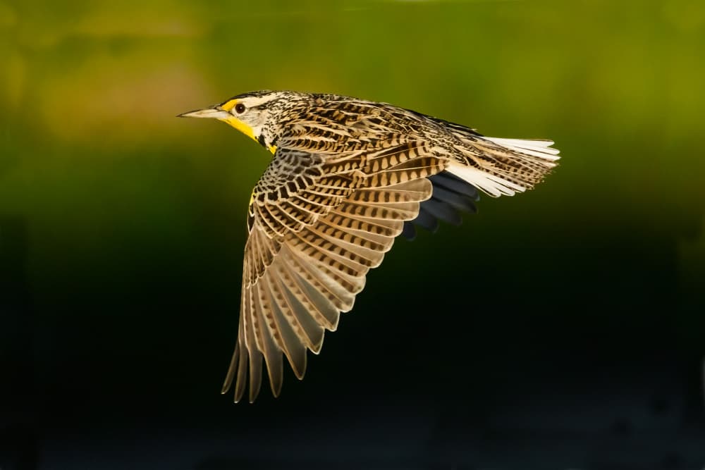 Vibrant Meadowlark Soars by Moses Wang — canvas wall art