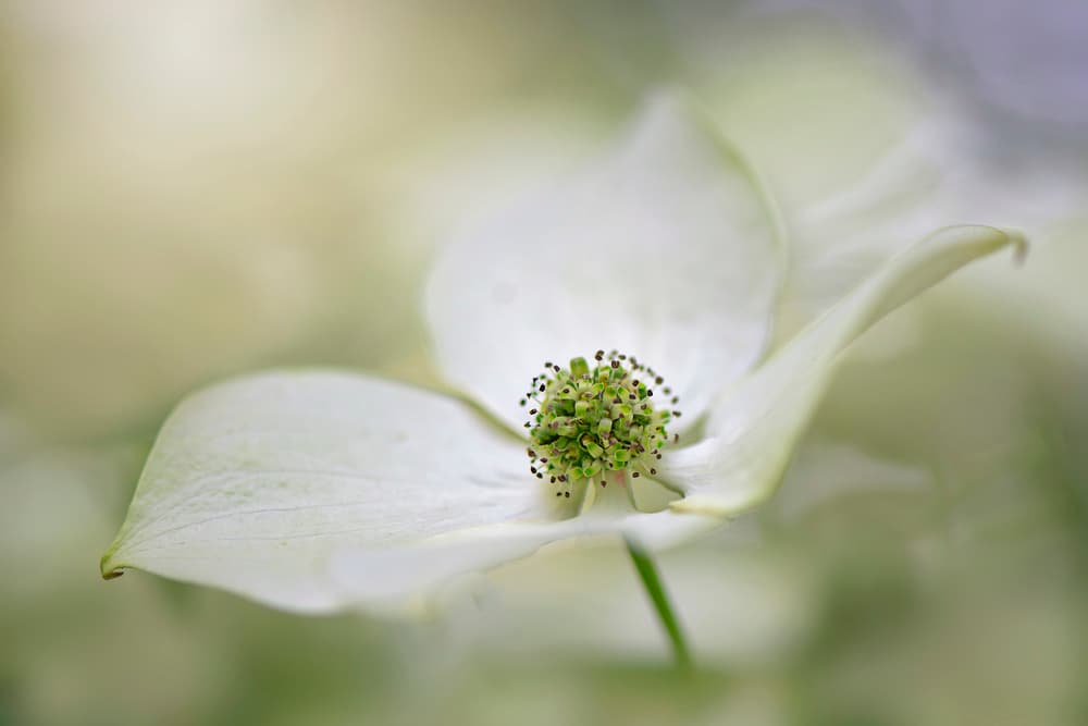 White Dogwood Bloom by Jacky Parker — canvas wall art