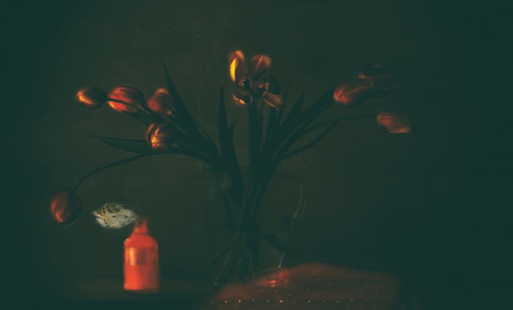 Dark Moody Tulips by Delphine Devos — canvas wall art