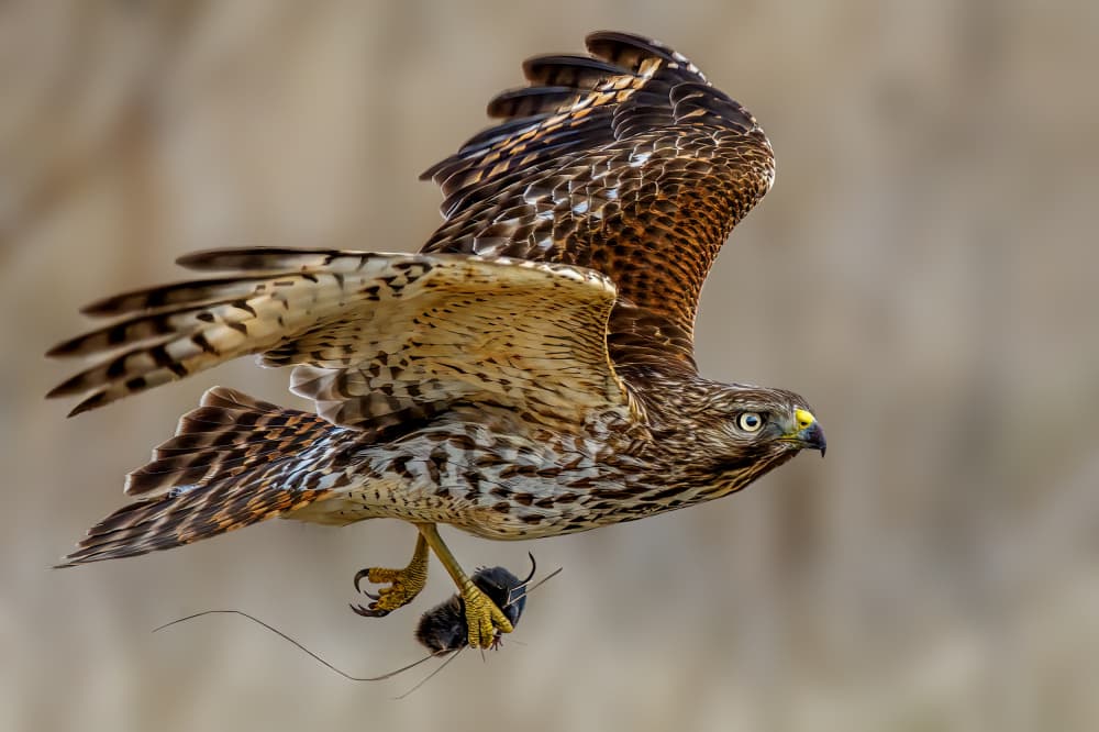 Flying Hawk Carrying Prey by Jacob (Jian) Xu — canvas wall art