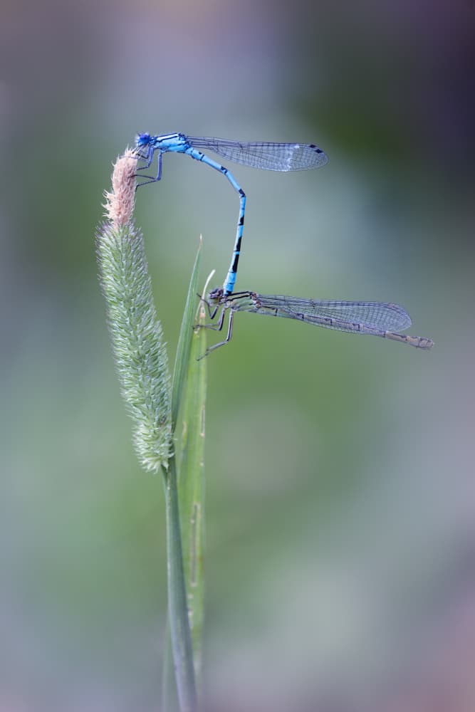 Blue Damselfly Love by Fabrizio Daminelli — canvas wall art