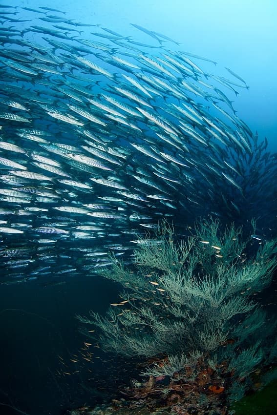 Barracuda School Over Coral by Andrey Narchuk — canvas wall art