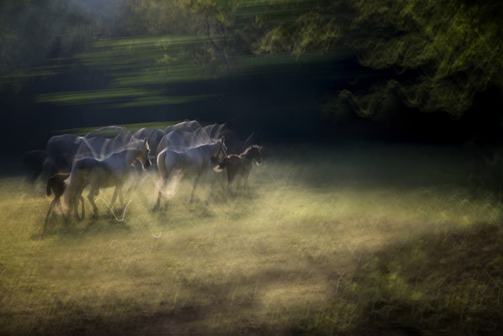 Misty Morning Horses by Milan Malovrh — canvas wall art
