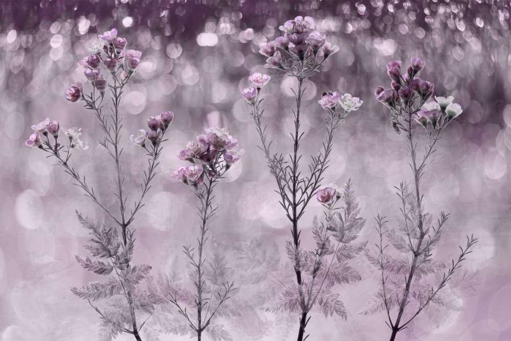 Sparkling Purple Flowers by brigitte van krimpen — canvas wall art