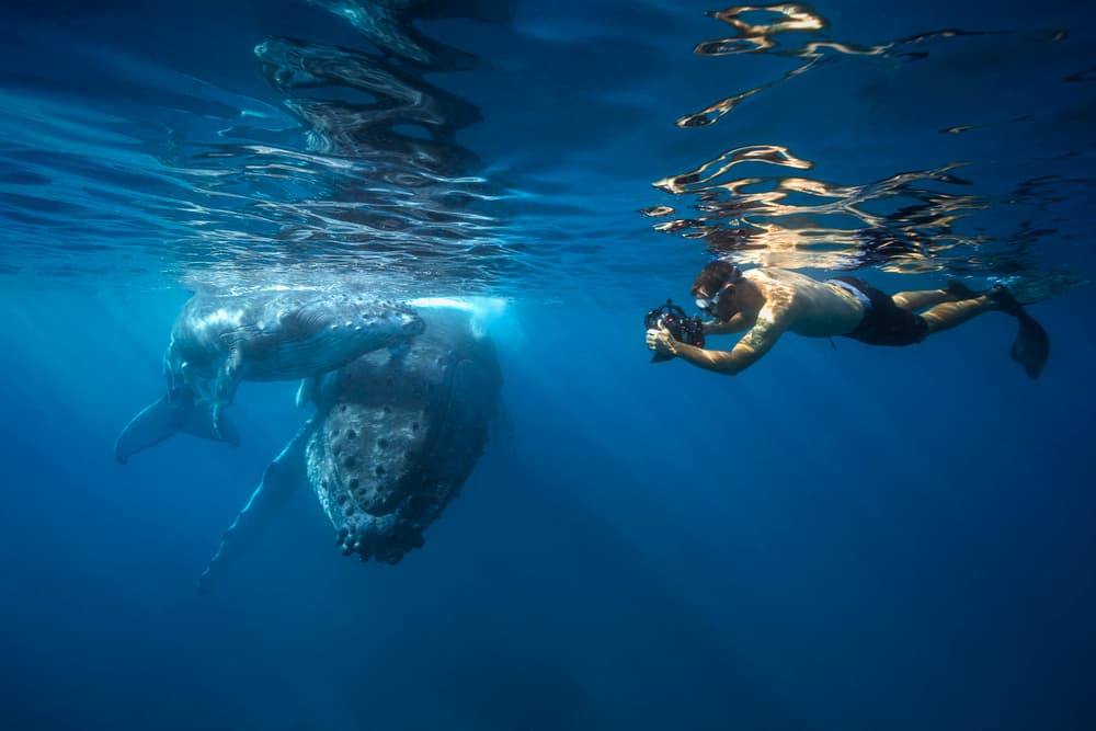 Humpback Whale And Snorkeler by Barathieu Gabriel — canvas wall art