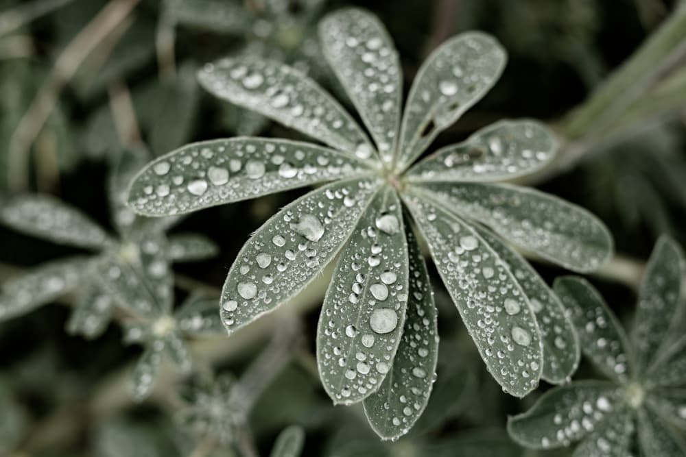 Dewy Green Leaves by Tal Paz-Fridman — canvas wall art