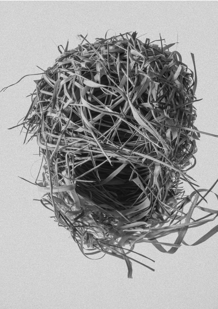 Weavers Nest by Shot by Clint — canvas wall art