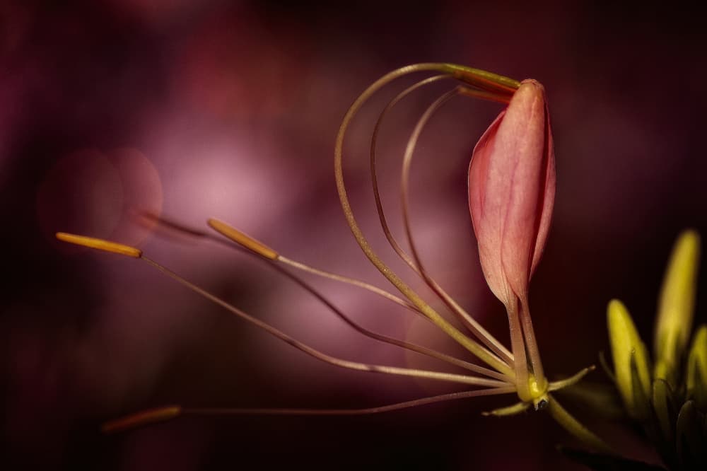 Graceful Pink Bud by Anna Cseresnjes — canvas wall art