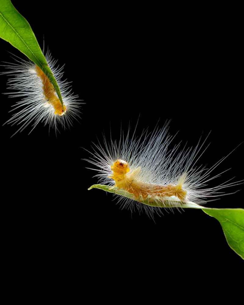 Curious Fuzzy Caterpillars by Fauzan Maududdin — canvas wall art