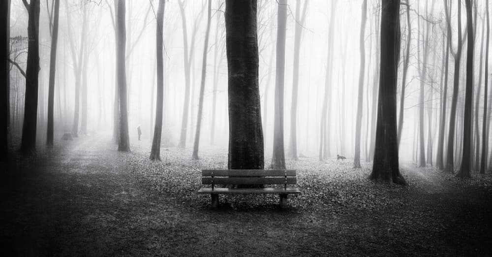 Foggy Forest Solitude by Adam Dauria ☂ — canvas wall art
