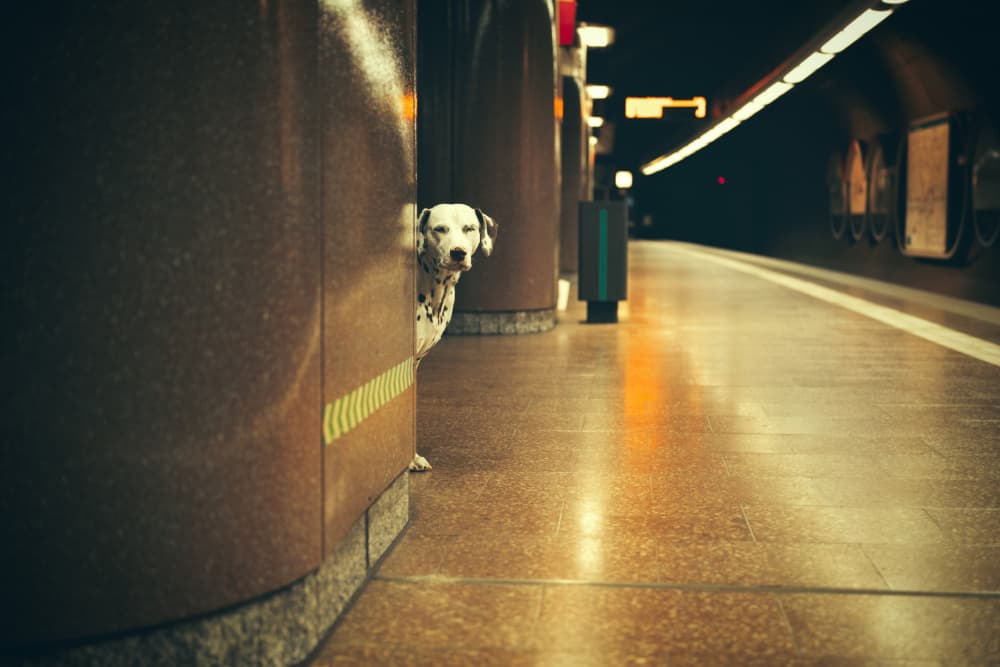 Curious Subway Dalmatian by Heike Willers — canvas wall art