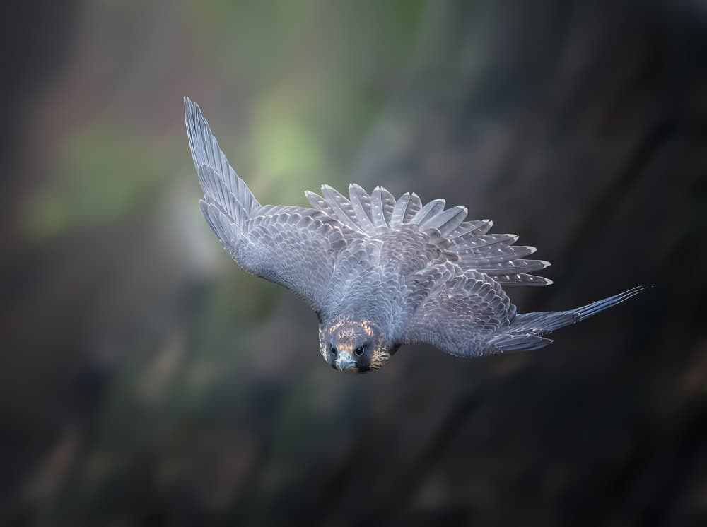 Peregrine Falcon Diving by Tao Huang — canvas wall art