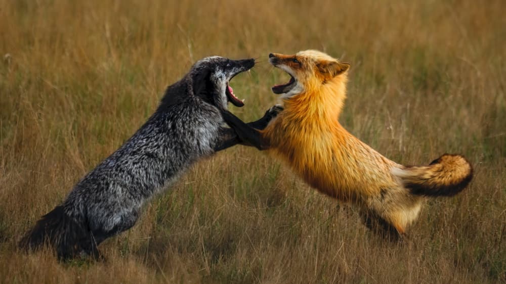 Dynamic Fox Play by Hanping Xiao — canvas wall art