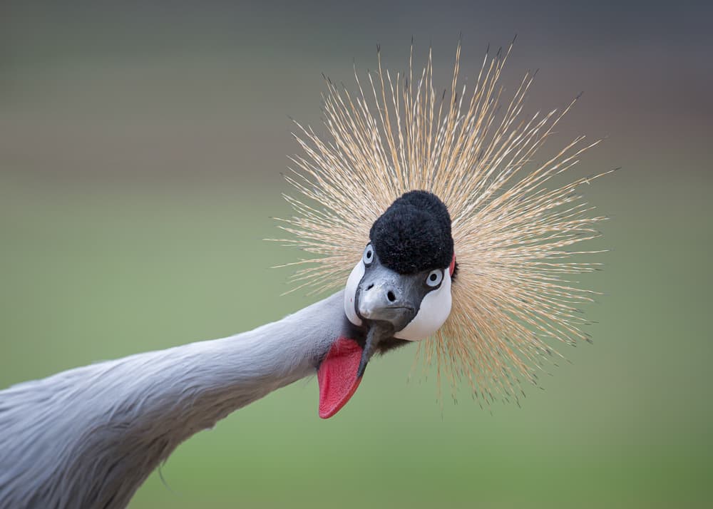 Regal Crowned Crane by fegari — canvas wall art