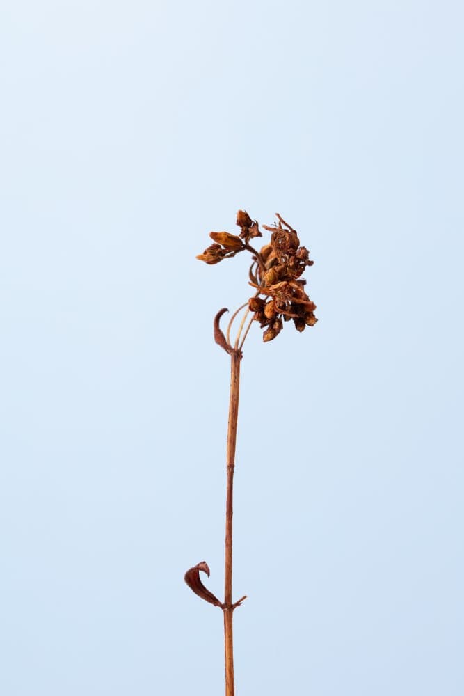 Serene Dried Botanical by Pictufy Studio III — canvas wall art