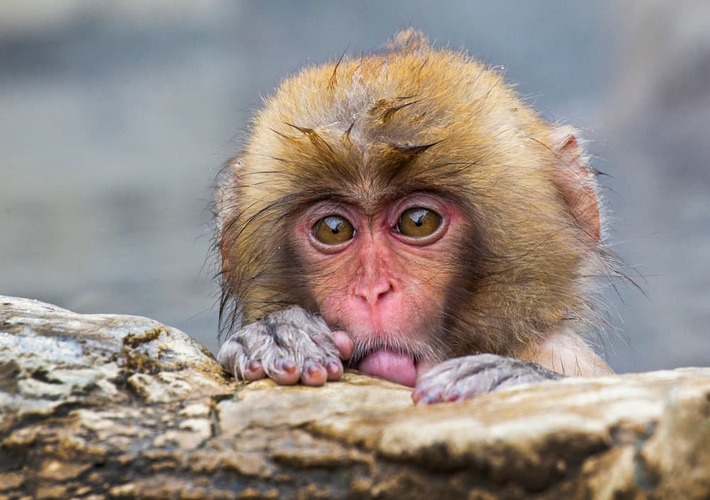 Curious Baby Monkey by Angela Muliani Hartojo — canvas wall art