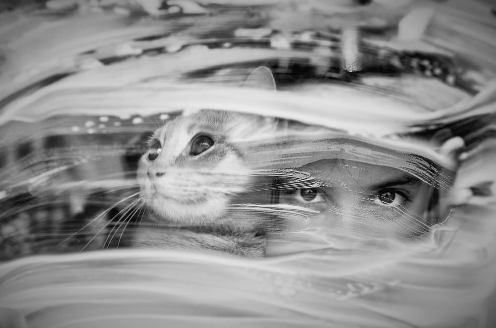 Curious Cat Human Eyes by Emine Basa — canvas wall art