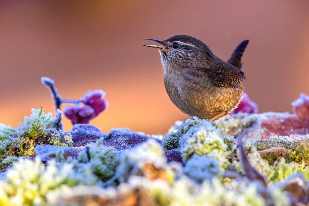 Singing Winter Wren by Marco Redaelli — canvas wall art