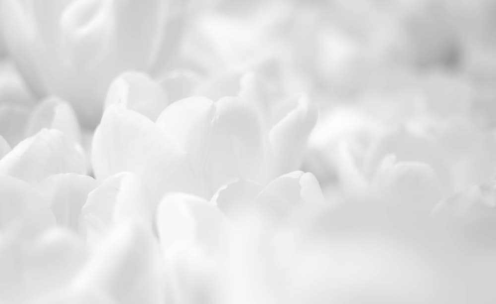 Ethereal White Flowers by Pelin Atilla — canvas wall art