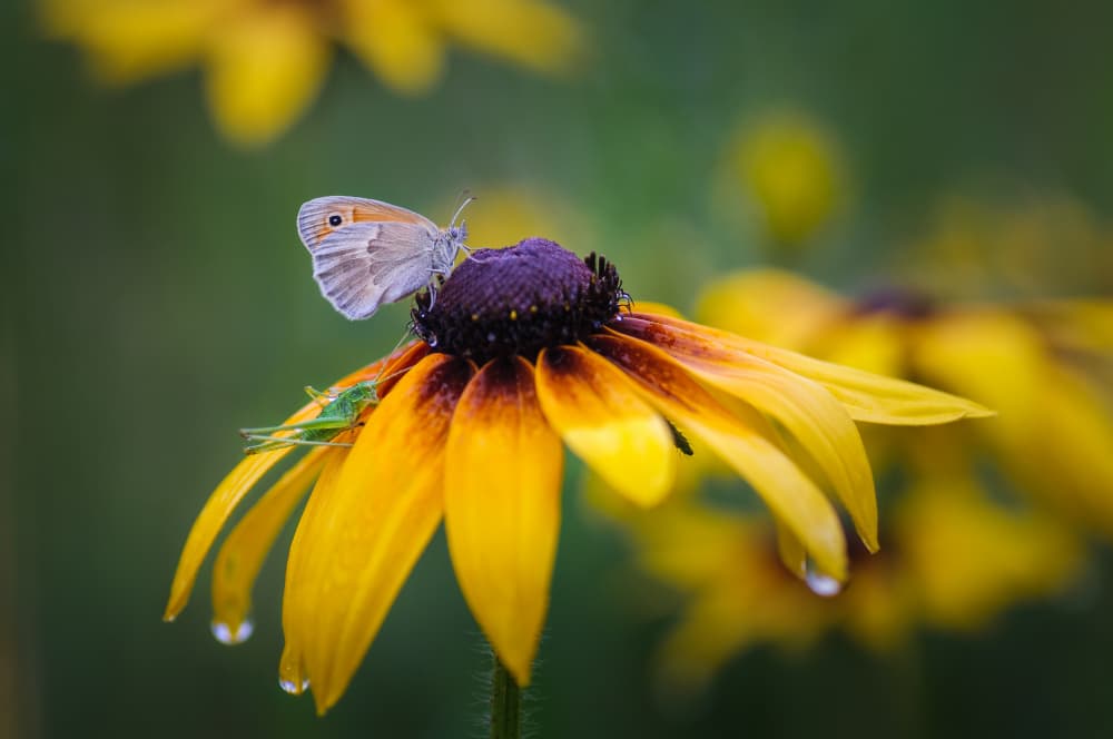 Delicate Butterfly Bloom by Andrii Kazun — canvas wall art