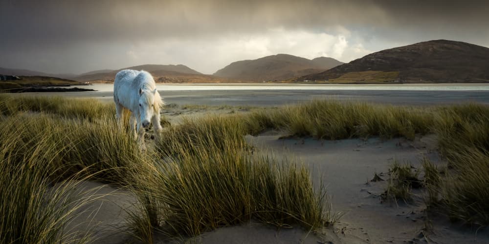 White Horse on Dunes by Ulrike Eisenmann — canvas wall art