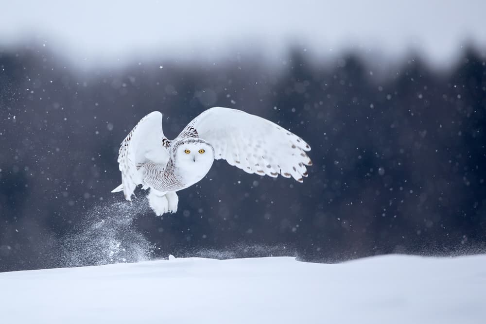 Snowy Owl Takes Flight by Alessandro Catta — canvas wall art