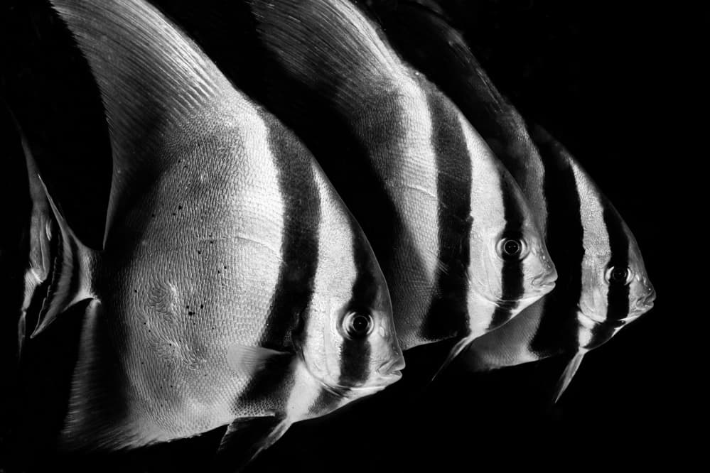 Elegant Striped Fish by Serge Melesan — canvas wall art