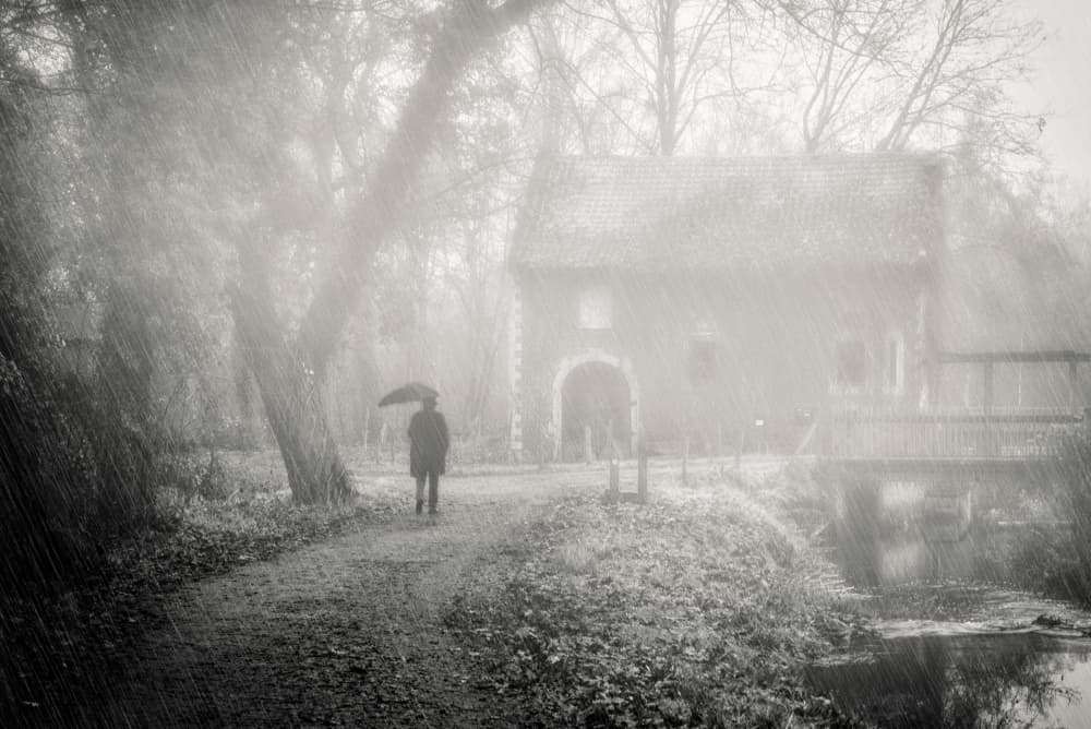 Rainy Woodland Path by monique gilleman — canvas wall art