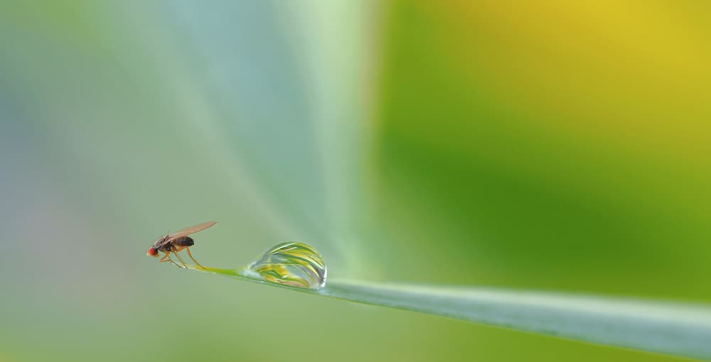 Fly on Dewdrop by Thierry Dufour — canvas wall art