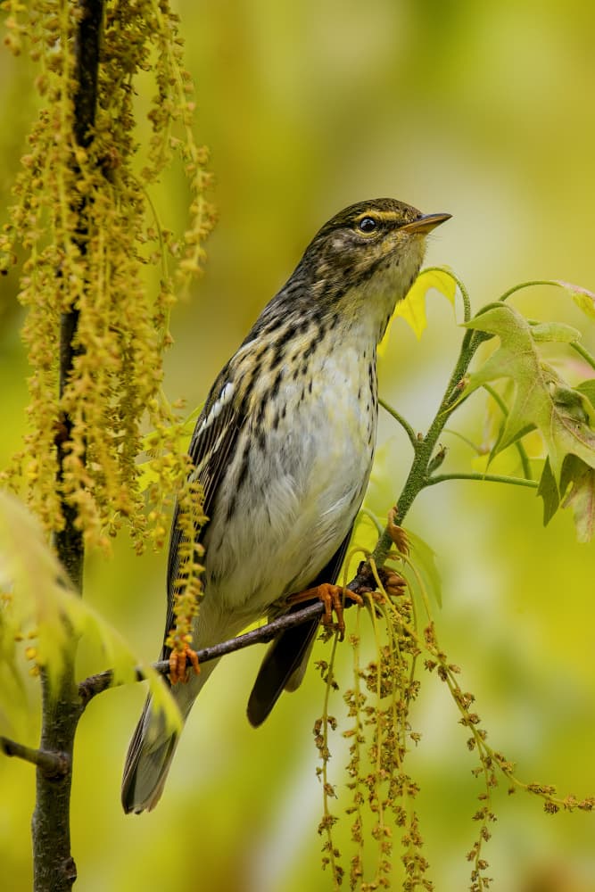Vibrant Spring Warbler by Jacob (Jian) Xu — canvas wall art