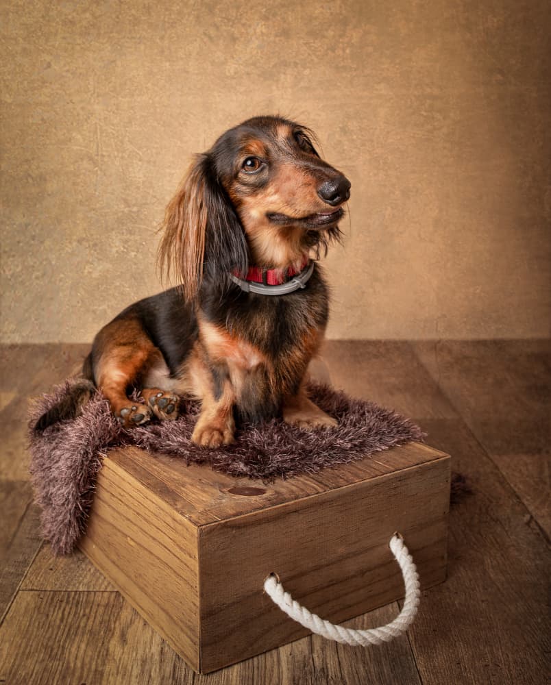 Long-Haired Dachshund Portrait by Margareth Perfoncio — canvas wall art