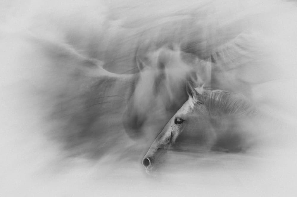 White Horse Spirit by Milan Malovrh — canvas wall art