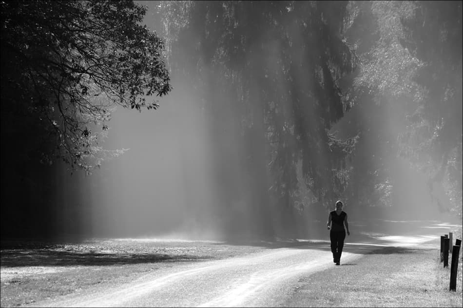Solitary Forest Walk by Huib Limberg — canvas wall art