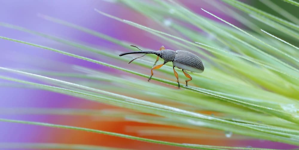 Tiny Weevil on Grass by Thierry Dufour — canvas wall art