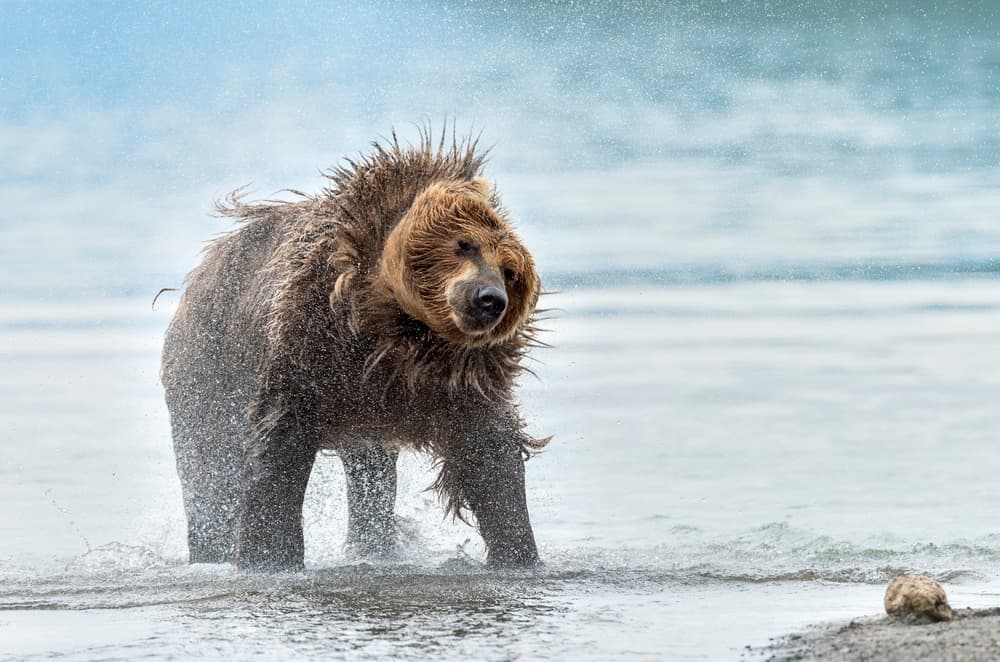 Grizzly Bear Shakes Water by Giuseppe DAmico — canvas wall art