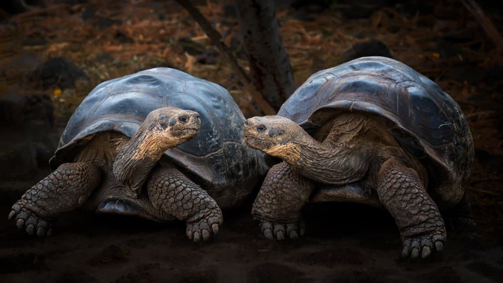 Giant Tortoises Facing by Siyu_Wei APA — canvas wall art