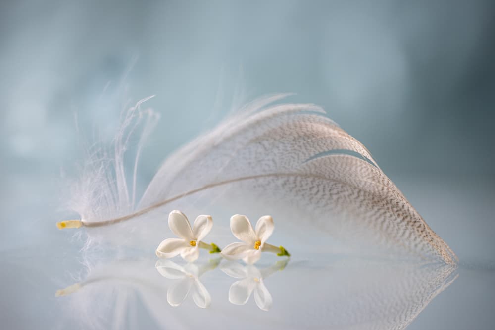 Delicate Feather And Flowers by Igor Kopcev — canvas wall art