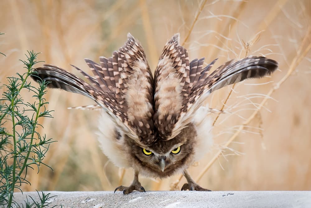 Fierce Owl Display by David H Yang — canvas wall art