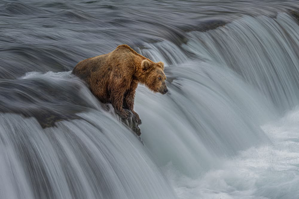 Grizzly Fishing Rapids by Yuan Su — canvas wall art