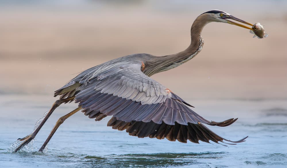 Great Blue Heron Fish Catch by Mountain Cloud — canvas wall art