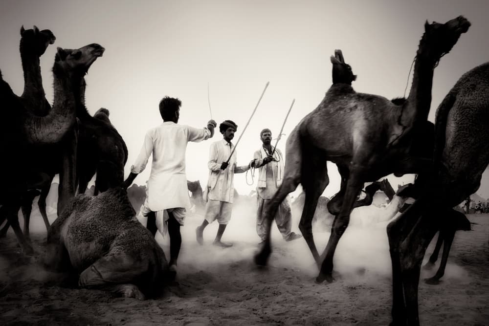 Indian Camel Fair by Gloria Staffa — canvas wall art