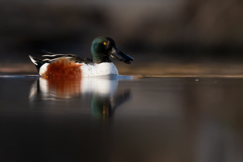 Shoveler Duck Reflection by Paolo Bolla — canvas wall art