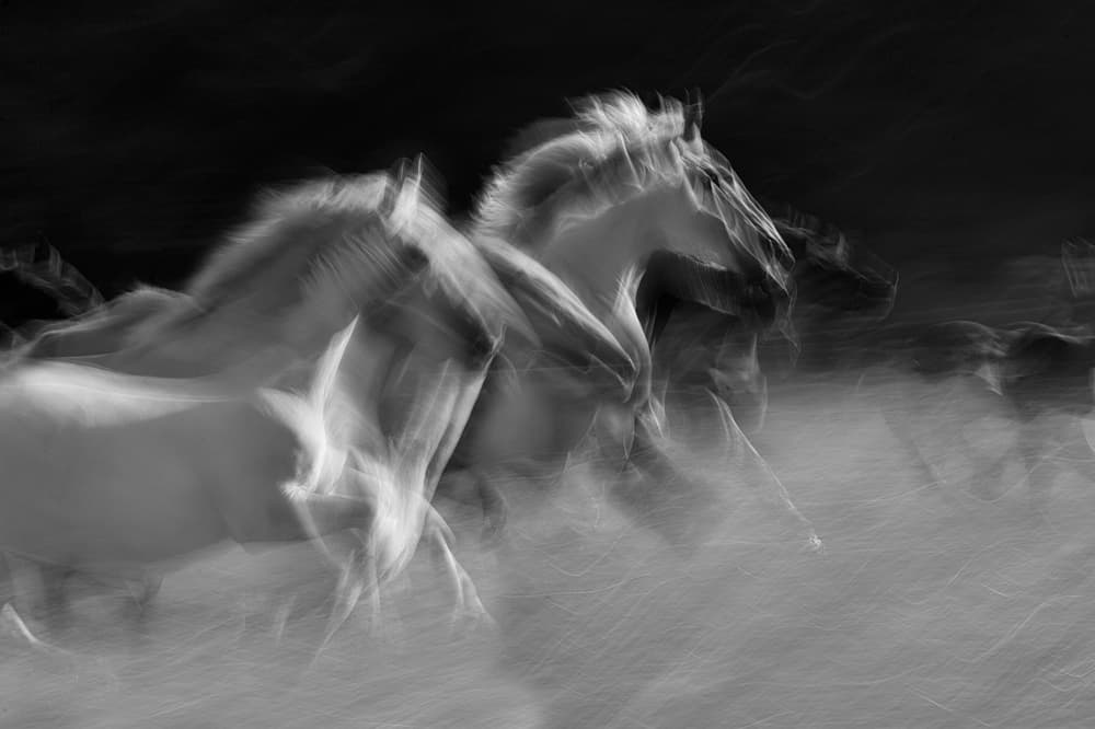 Wild Horses in Motion by Milan Malovrh — canvas wall art