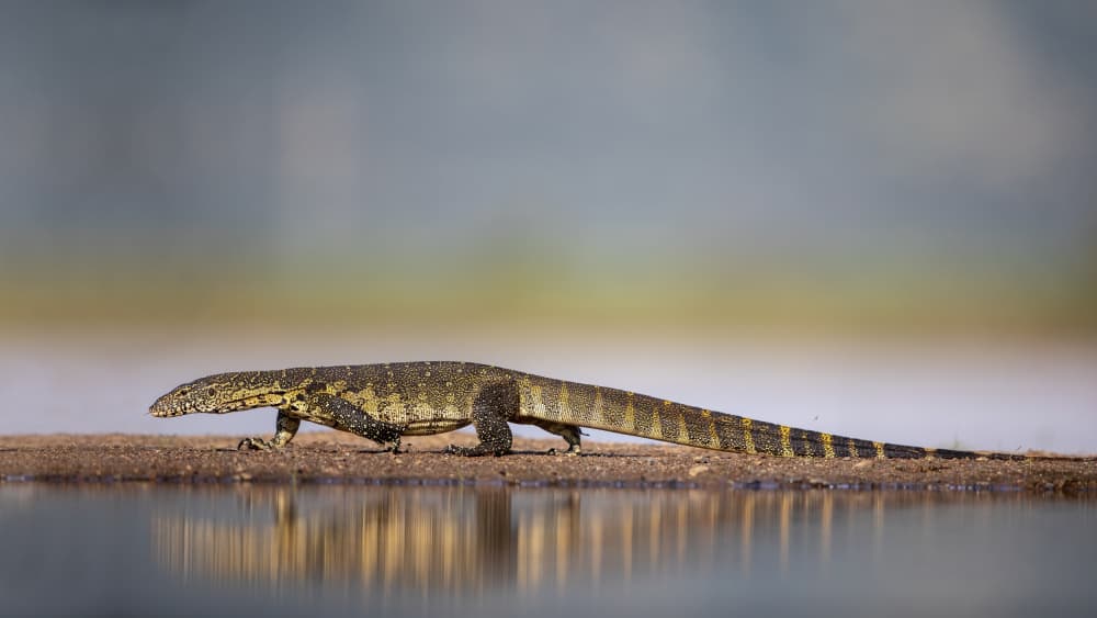 Monitor Lizard Reflection by Alessandro Catta — canvas wall art